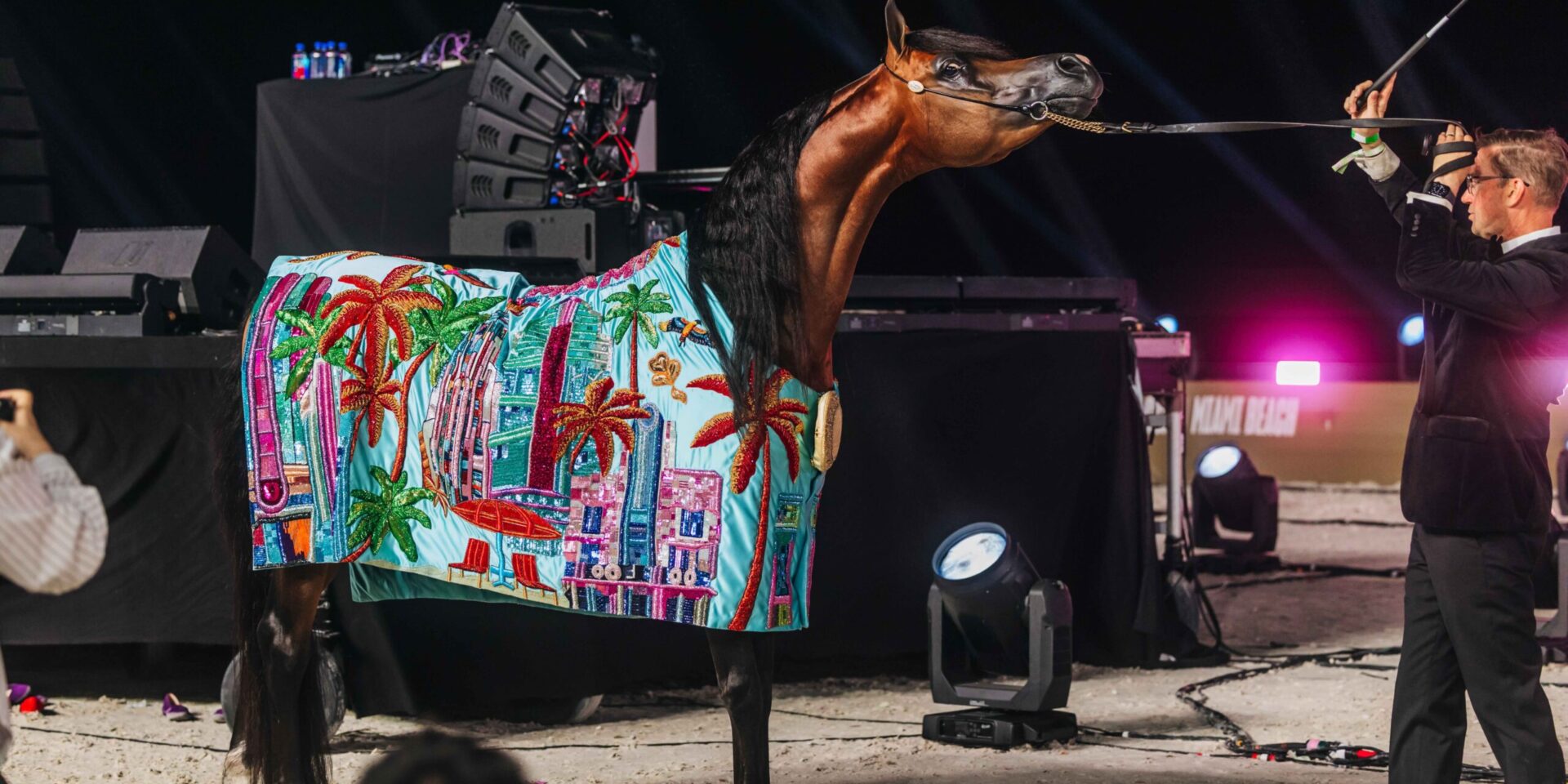 TASHEEM PMA, Senior Stallion Gold Champion