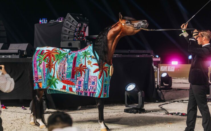 TASHEEM PMA, Senior Stallion Gold Champion