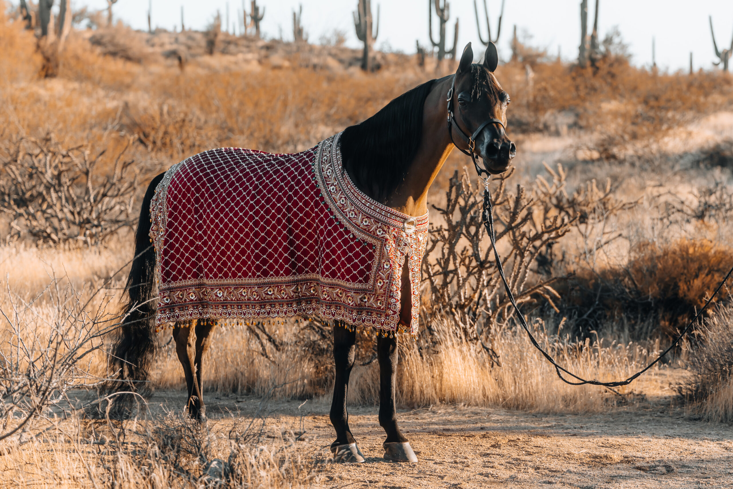 Scottsdale to Host the First Americas Stop of the Global Champions